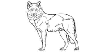 Draw A Wolf – A Bit by Bit Guide