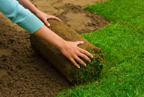 Why Is Regular Lawn Care Important for Your Garden