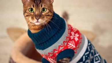 Cat Xmas Sweaters: Keeping Your Feline Friend Warm and Stylish