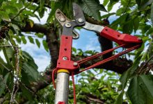 How to Choose the Right Affordable Tree Care Service in Racine