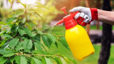 Eco-Friendly Pest Control Options in Niskayuna, NY